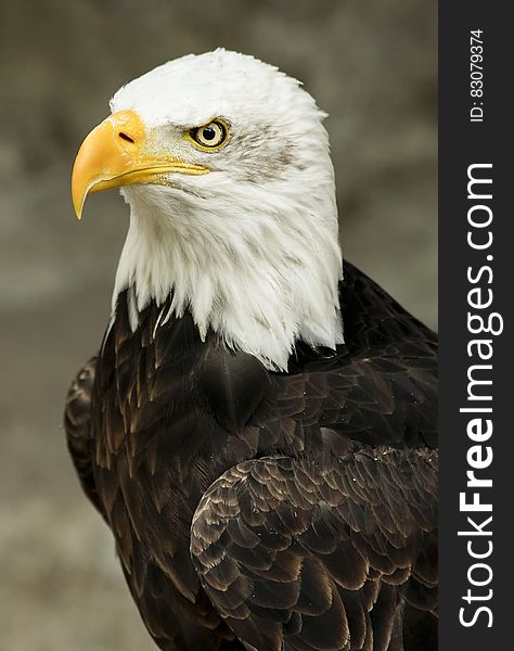 Macro Shot of White and Brown American Eagle