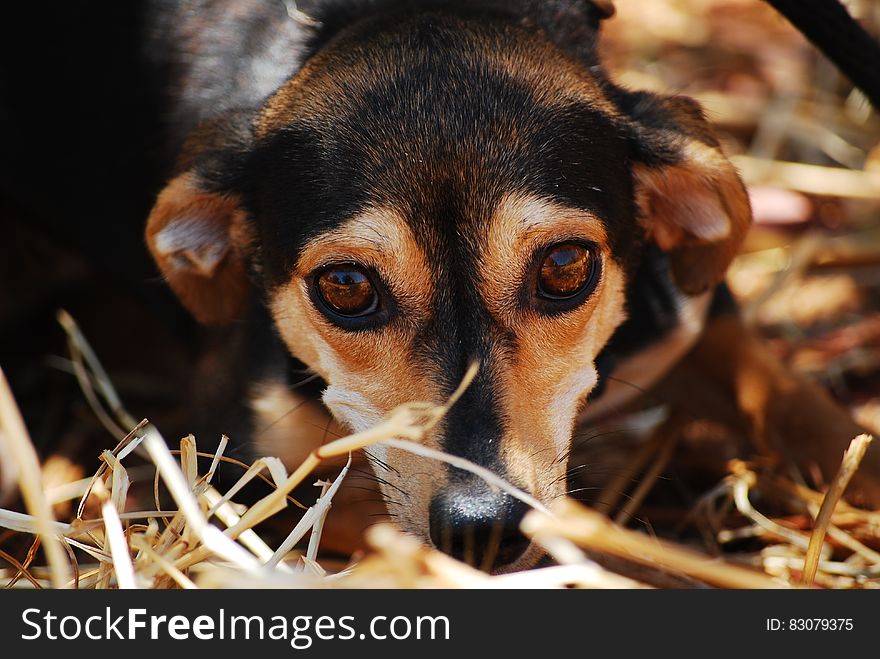Black Brown Coated Dog on Dried Grass