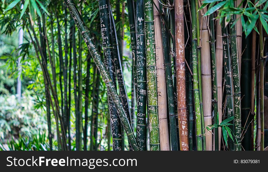 Green Leaf Bamboo Tree at Daytime