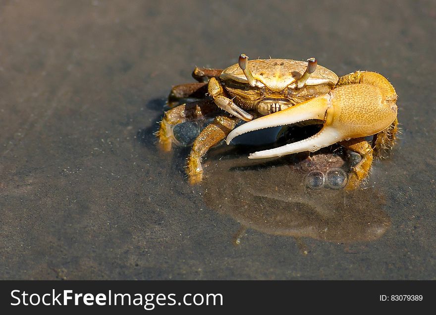 Yellow Crab on Gray Sand during Daytime