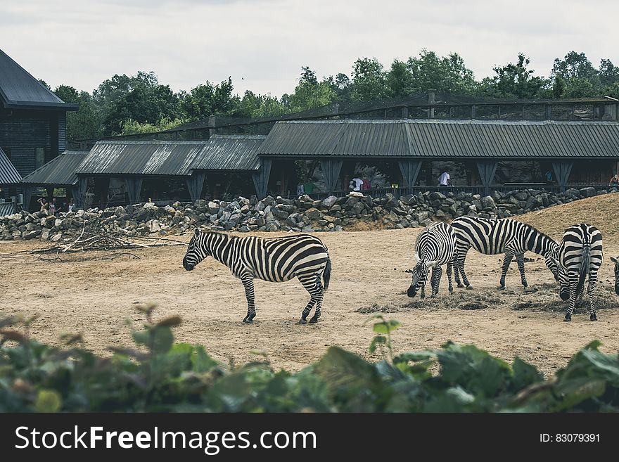Four zebras in the Zoo eating