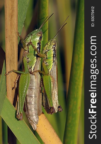 Grasshopper Making Each Other during Daytime