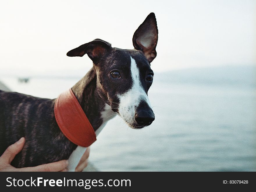 Black and White Short Coat Dog