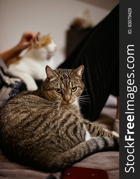 Black And Gray Cat Behind Man In Black Bottoms Holding White And Brown Cat