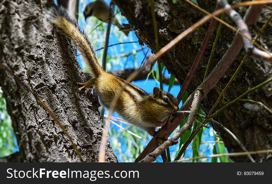 Brown and White Squirrel on Brown Tree Branch