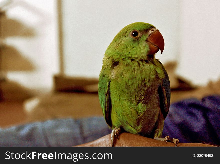 Green parrot portrait with blurred background.