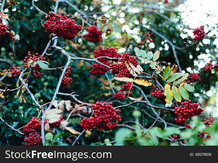 Red berries bush in natural setting