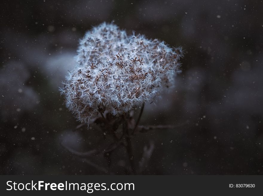 Close-up of Snow on Tree