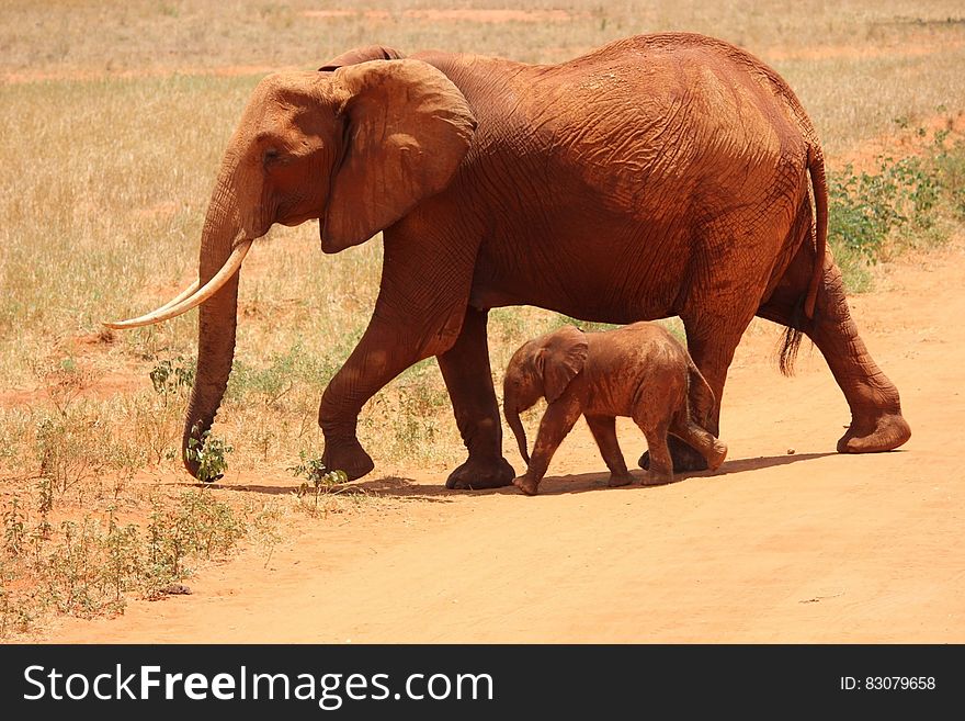 1 Elephant Beside on Baby Elephant