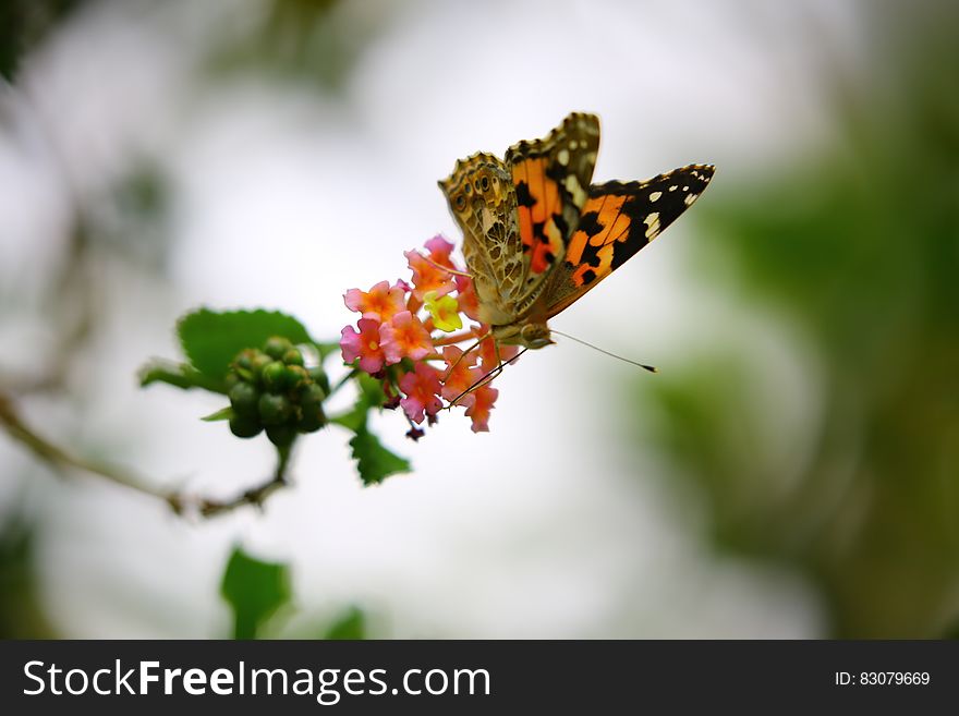 Orange and Black Butterfly Sip Nectar