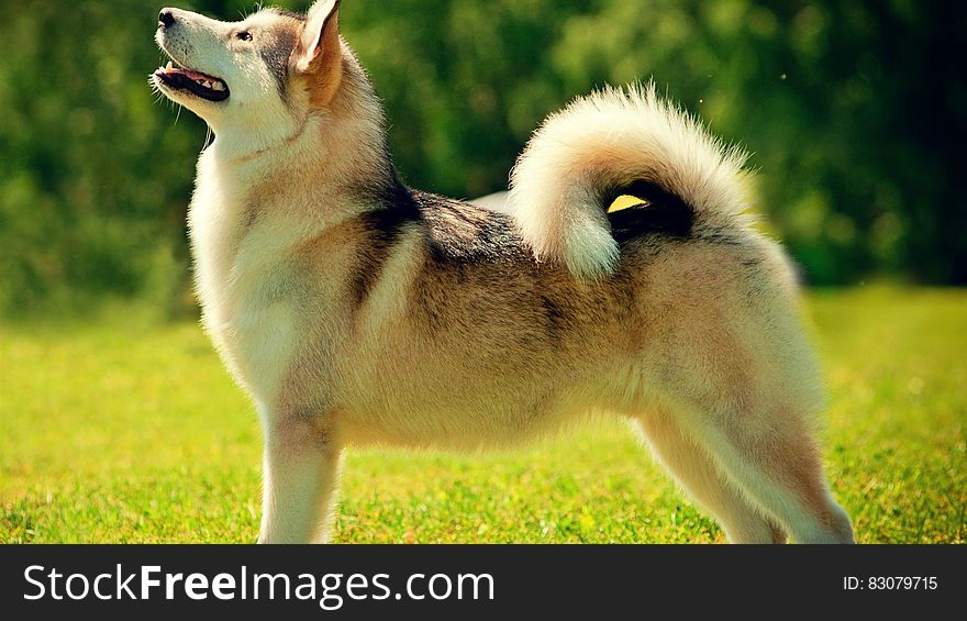 A husky dog looking above. A husky dog looking above