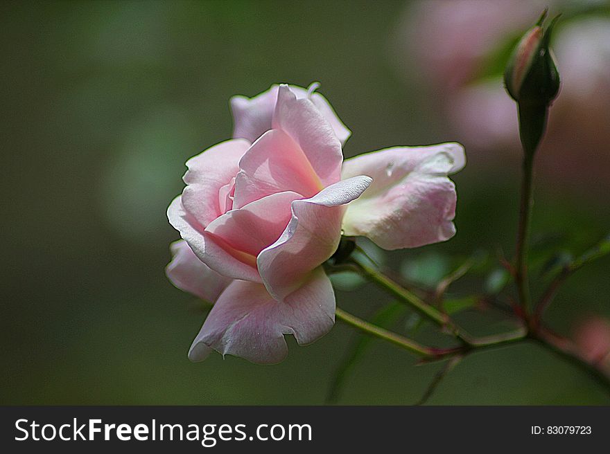 Pink Rose Close Up Photography