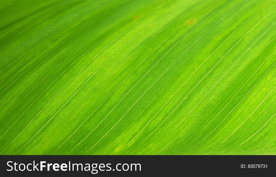 Green Textile