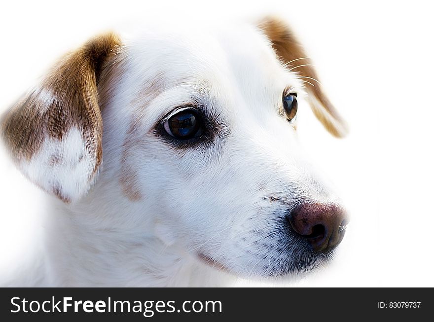 Cute white puppy close-up portrait. Cute white puppy close-up portrait
