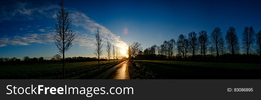 Silhouette of Piled Planted Trees on Shore