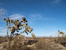 Joshua Tree In The Desert Stock Images