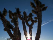 Joshua Tree In The Desert Stock Photos
