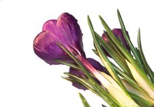 Crocus Royalty Free Stock Photo
