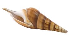 A One Seashell Royalty Free Stock Photo