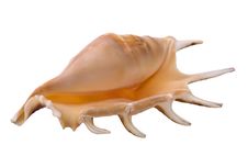 A One Seashell Royalty Free Stock Photography