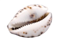 A One Seashell Royalty Free Stock Images