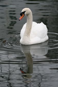 Swan In The Lake Stock Photography