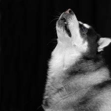 Dog Howling Royalty Free Stock Photos