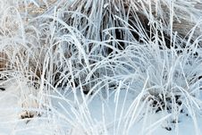 Frozen Plants Stock Photos