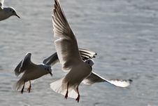 Flying Seagulls Royalty Free Stock Image