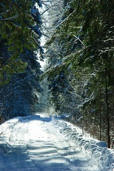 Winter Forest Royalty Free Stock Image Winter Forest Royalty Free Stock Image