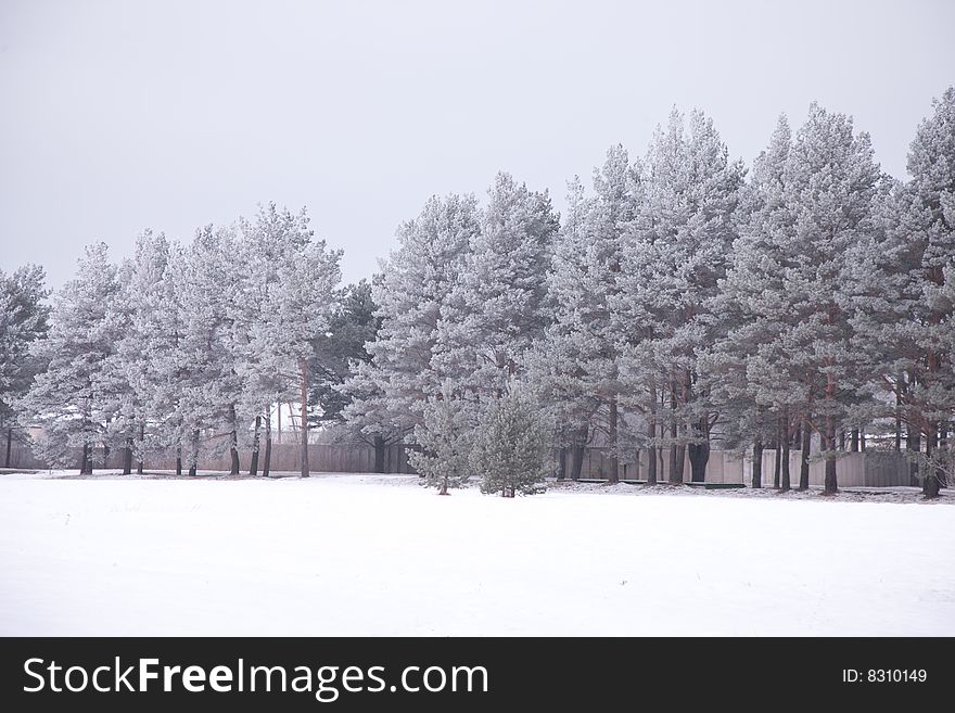 Trees, winter forest, frozen, woods, scene, landscape, pine
