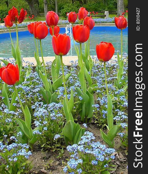 Red tulips in a park with little blue flowers and fountain