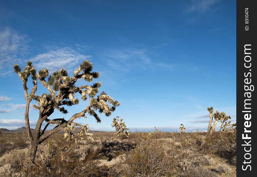 Joshua trees in the Mojave Desert. Joshua trees in the Mojave Desert