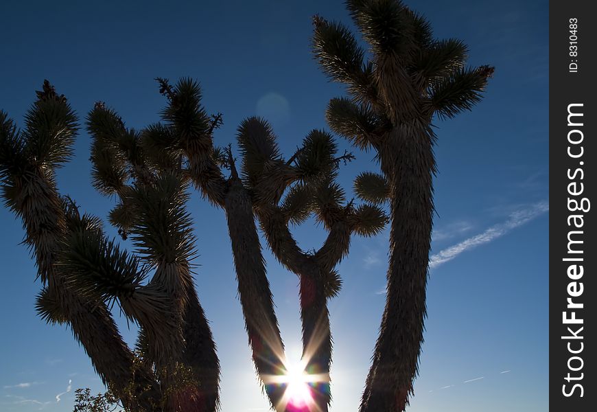 Joshua trees in the Mojave Desert. Joshua trees in the Mojave Desert