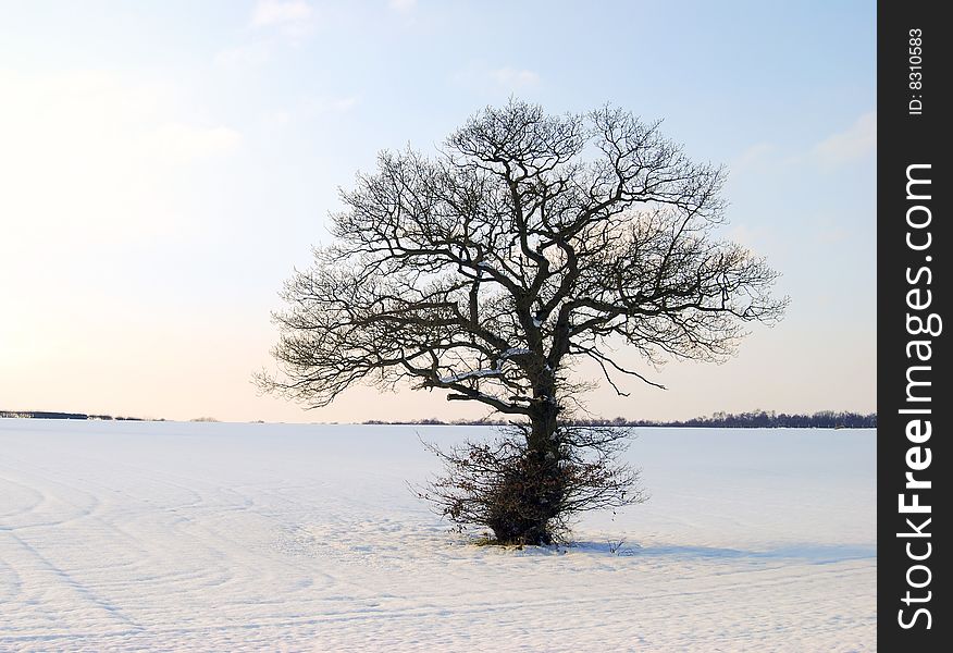 Sun shines gently on isolated tree in winter landscape