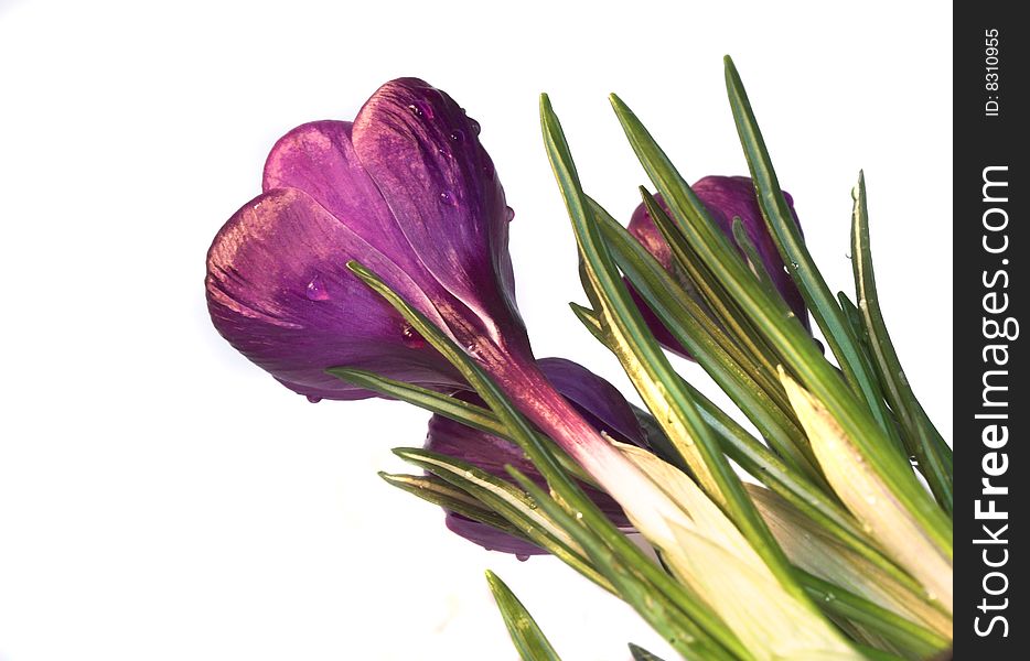 Soft violet springtime crocus flowers against a white background