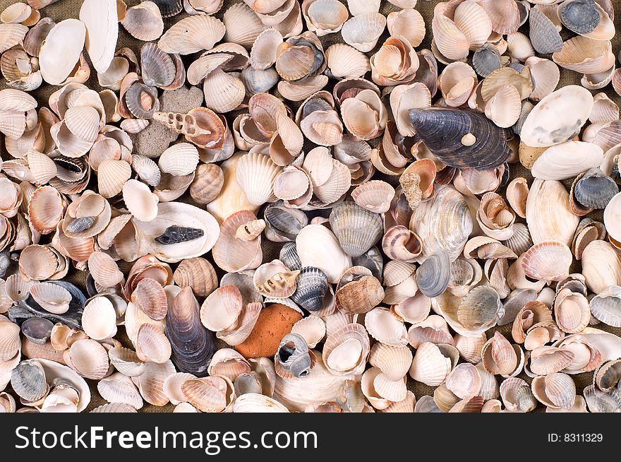 Many different shells for background