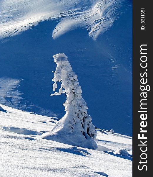 Winter fantasy. Winter landscape. Snowbound solitary fir.