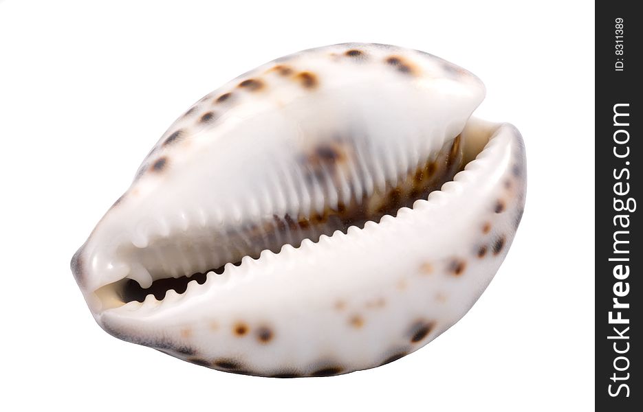 A one seashell, isolated on white background.