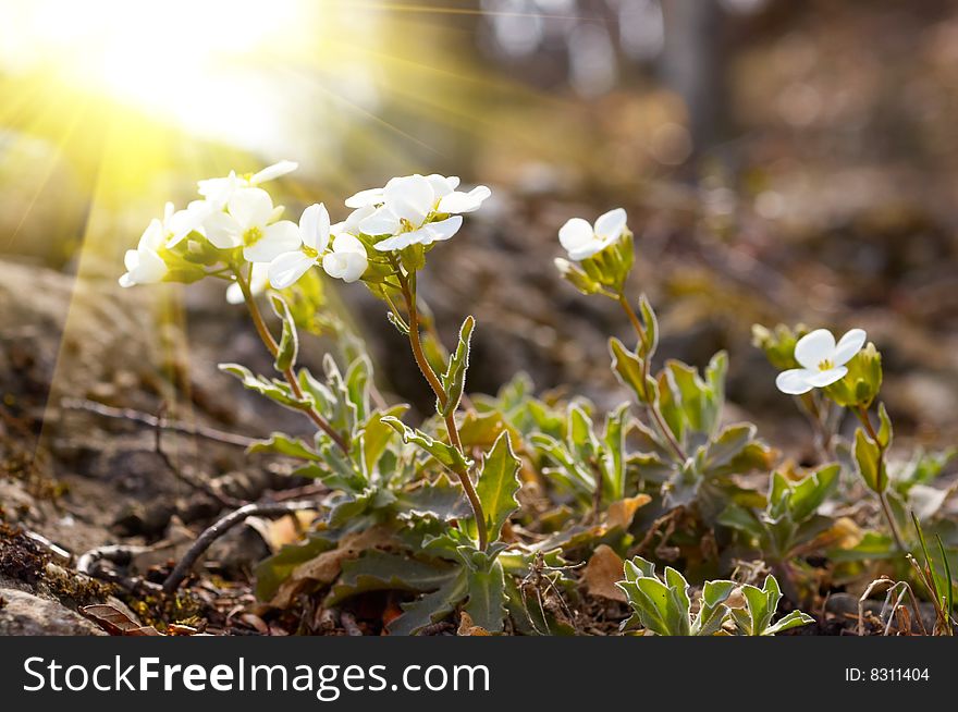 Wild spring flowers and bright sun background