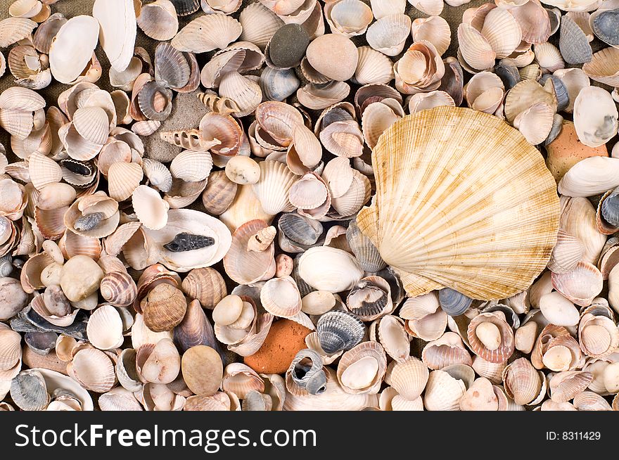 One big and many small shells