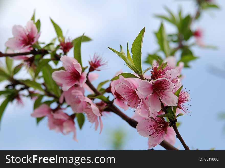 The peach blossom in the YUNMINYUN Park in beijing
