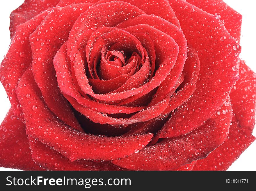 Closeup of a blossom of a wet red rose