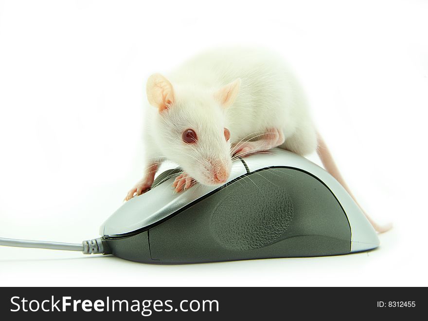 Rat on computer mouse on white