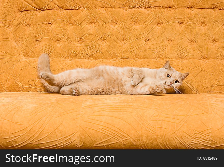 Sleek-haired Cat on the sofa