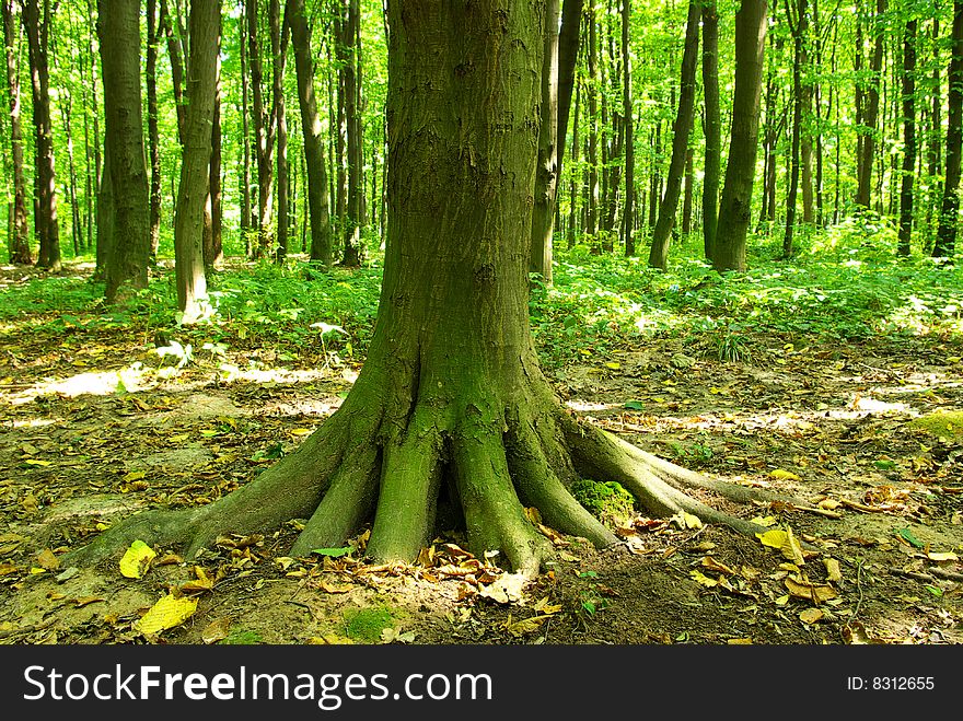 Trees in a  green forest in spring