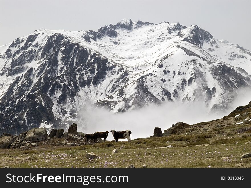 Group of cows on a mountain ridge against a snow peak, Corsica. Group of cows on a mountain ridge against a snow peak, Corsica