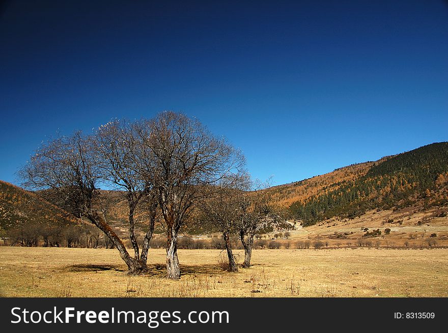 Grand scenery in autumn near shangri-la. Grand scenery in autumn near shangri-la