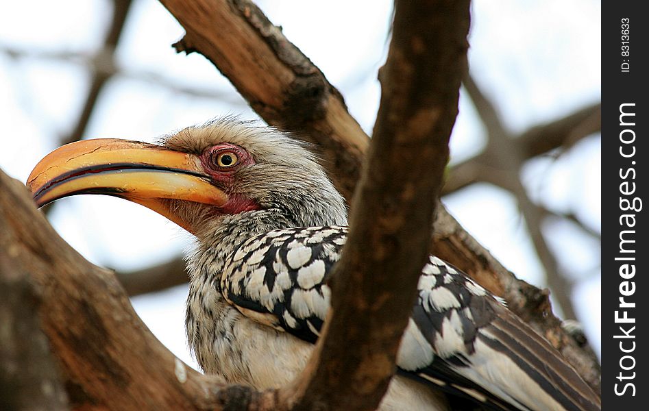 A close-up picture of a bird in the Kruger National Game Park. A close-up picture of a bird in the Kruger National Game Park