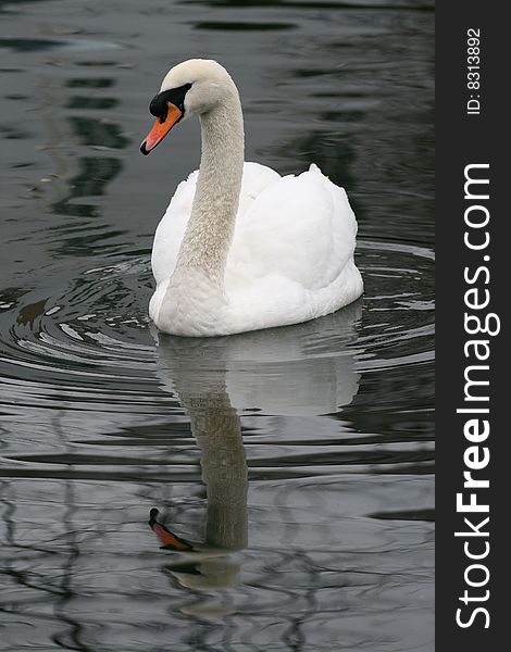 Swan in the lake